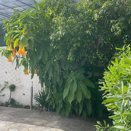 Alishome, Санремо