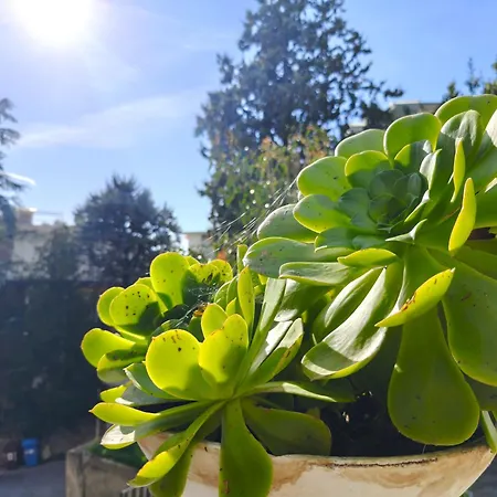 Alishome, Апартаменты Санремо