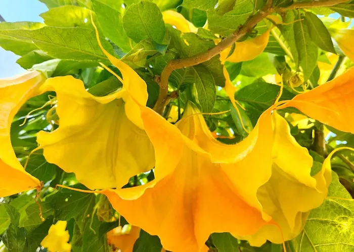 Alishome, Санремо