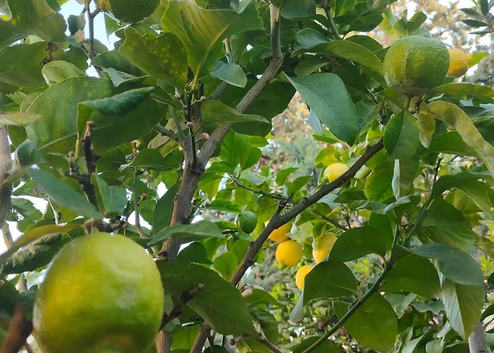 Alishome, Апартаменты Санремо